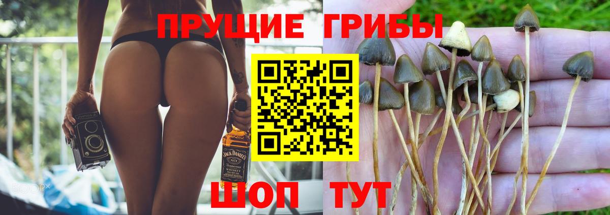 Галлюциногенные грибы Psilocybe  Вход с VPN  что такое   Конаково 